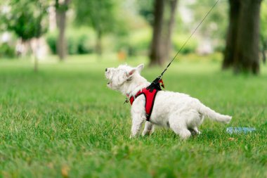 Yaz mevsiminde parkta yeşil bir çimenlikte tasmalı, tüylü bir tasmayla diğer köpeklere tepki verir.