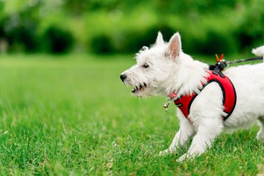 Yaz mevsiminde parkta yeşil bir çimenlikte tasmalı, tüylü bir tasmayla diğer köpeklere tepki verir.