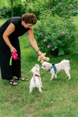 Yazın parkta yürürken koyu saçlı sahibi West Highland Terrier ve Malta 'lı favori oyuncaklarıyla oynar.