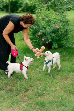 Yazın parkta yürürken koyu saçlı sahibi West Highland Terrier ve Malta 'lı favori oyuncaklarıyla oynar.