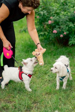Yazın parkta yürürken koyu saçlı sahibi West Highland Terrier ve Malta 'lı favori oyuncaklarıyla oynar.