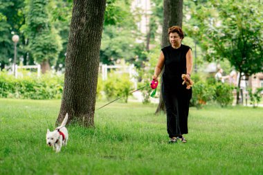 Yazın parkta yürürken koyu saçlı sahibi West Highland Terrier ve favori oyuncaklarıyla oynar.