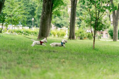 Yazın parkta yeşil çimlerin üzerinde, bir West Highland Terrier ve bir Malta köpeği oynuyorlar ve koşuyorlar, en sevdikleri iki arkadaş evcil hayvanlardır.