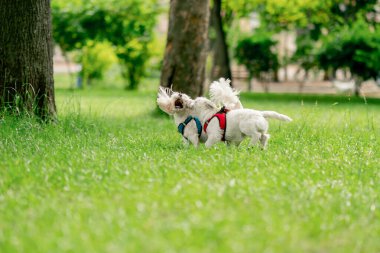 Yazın parkta yeşil çimlerin üzerinde, bir West Highland Terrier ve bir Malta köpeği oynuyorlar ve koşuyorlar, en sevdikleri iki arkadaş evcil hayvanlardır.