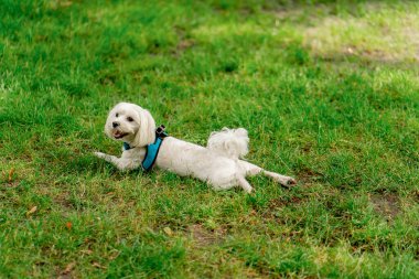 Yazın yakın planda parkta yeşil bir çimenlikte çimlerin üzerinde uzanmış dinlenme pozu mutlu bir yaz.