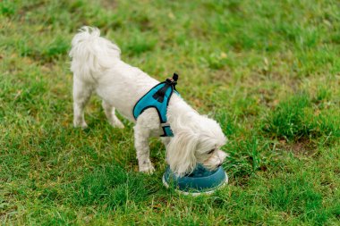 Yazın yakın planda, yeşil bir çimenlikte ev sahibi bir kaseye su döker. Maltalı köpek, hayvanın susuzluğunu içer.