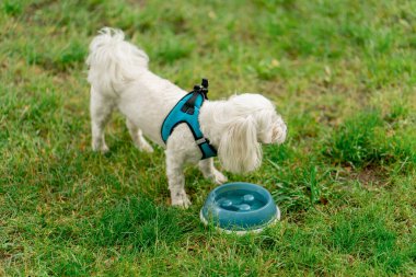 Yazın yakın planda, yeşil bir çimenlikte ev sahibi bir kaseye su döker. Maltalı köpek, hayvanın susuzluğunu içer.