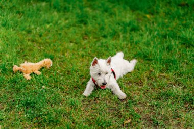 Yazın parkta sevimli oyuncaklarla, West Highland Terrier ve favori oyuncaklarla oynanıyor.