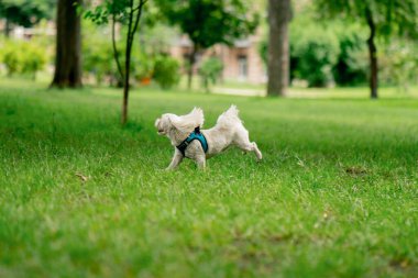 Yazın parkta yeşil çimlerin üzerinde, bir West Highland Terrier ve bir Malta köpeği oynuyorlar ve koşuyorlar, en sevdikleri iki arkadaş evcil hayvanlardır.