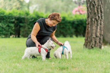 Yazın yakın plan, parkta yürürken koyu saçlı bir sahibi çimlerin üzerinde oturuyor. Batı Highland Teriyeri 'yle oynuyor ve Malta' lı bir köpeğin en sevdiği evcil hayvanla oynuyor.