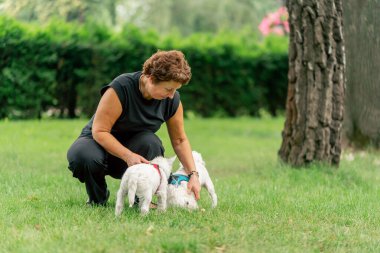 Yazın yakın plan, parkta yürürken koyu saçlı bir sahibi çimlerin üzerinde oturuyor. Batı Highland Teriyeri 'yle oynuyor ve Malta' lı bir köpeğin en sevdiği evcil hayvanla oynuyor.