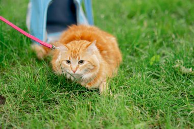 Yazın bir parkta yeşil bir çayırda, kırmızı tüylü bir kedi, yumuşak mavi bir taşıyıcının yanında pembe bir tasma üzerinde oturuyor, doğayı tanımaya çalışıyor, korkmuş bir kedi.