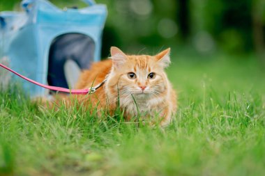 Yazın bir parkta yeşil bir çayırda, kırmızı tüylü bir kedi, yumuşak mavi bir taşıyıcının yanında pembe bir tasma üzerinde oturuyor, doğayı tanımaya çalışıyor, korkmuş bir kedi.
