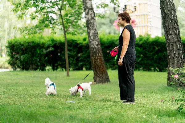 Ziyaretçiler için park alanı yeşil çimleri biçsin. Yürüyen köpekler için. Sahibi Malta ve Batı İskoçyalı ortak yürüyüşleri yapıyor.