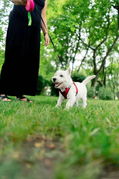 Ziyaretçiler için park alanı. Batı Highland 'da tasmalı beyaz köpek. Parkta gezen bir yabancıyı fark etmiş.