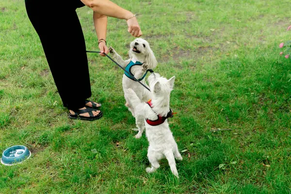 Yazın parkta yeşil bir çimenlikte Malta 'lı bir fino köpeği ve arka ayaklarının üzerinde dans eden bir West Highland.