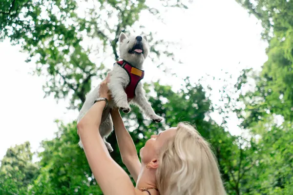 Yazın parkta yürüyen sarışın bir sahibinin kollarında beyaz bir West Highland Terrier ile öpüşüyor ve onunla güneşleniyor.