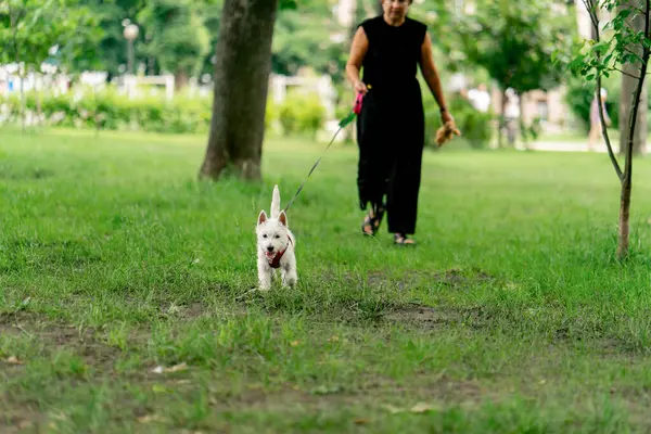 Yazın parkta yürürken koyu saçlı sahibi West Highland Terrier ve favori oyuncaklarıyla oynar.