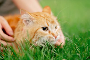 Zencefilli kedinin çimenlerde yatıp doğayı incelemesi sahibinin elleri kulaklarının arkasını okşar ve kaşır.