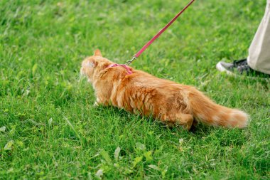 Yazın yeşil bir çayırdaki parkta, mavi bir taşıyıcı yürüyor, kırmızı tüylü bir kedi yürüyor, doğayı tanımaya çalışıyor, korkmuş bir kedi, sahibi denemeye çalışıyor, yakınlarda yürüyor.