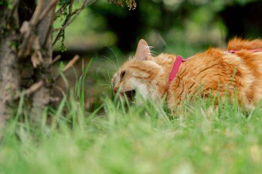 Yazın, yeşil bir çayırdaki parkta kırmızı tüylü bir kedi doğa belirsizliğine alışmak için yürüyor.