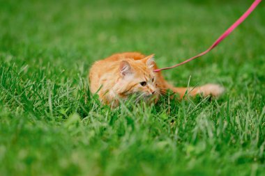 Yazın, yeşil bir çayırdaki parkta kırmızı tüylü bir kedi doğa belirsizliğine alışmak için yürüyor.