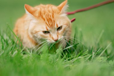 Yazın, yeşil bir çayırdaki parkta kırmızı tüylü bir kedi doğa belirsizliğine alışmak için yürüyor.