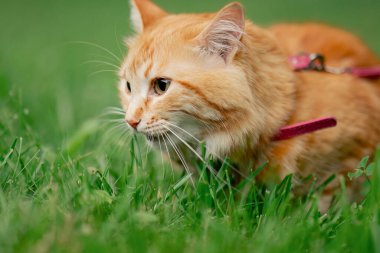Yazın, yeşil bir çayırdaki parkta kırmızı tüylü bir kedi doğa belirsizliğine alışmak için yürüyor.