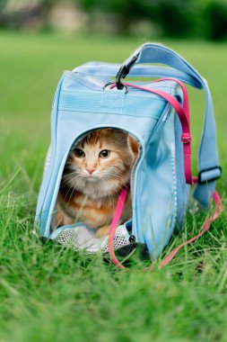 Yazın bir parkta yeşil bir çayırda, kırmızı tüylü bir kedi, yumuşak mavi bir taşıyıcının yanında pembe bir tasma üzerinde oturuyor, doğayı tanımaya çalışıyor, korkmuş bir kedi.