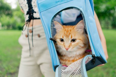 Yazın yeşil çimlerin üzerinde, küçük hayvanlar için mavi kumaş taşıyıcısı olan genç ve güzel bir sarışın, içinde kırmızı bir kedi oturuyor, rahat bir yolculuk.