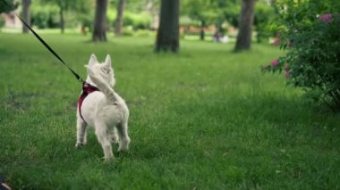 Ziyaretçiler için park alanı. Batı Highland 'da tasmalı beyaz köpek. Parkta gezen bir yabancıyı fark etmiş.
