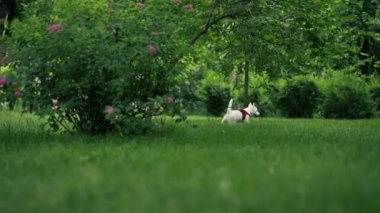 Park alanı ziyaretçiler için dinlenmek için küçük beyaz köpek Batı Highland tasmalı parkta geziniyor bölgeyi keşfediyor.