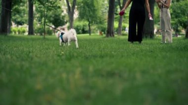 Yazın yeşil çimenlikteki parkta, bir West Highland Terrier ve bir Malta köpeği oynuyorlar ve koşuyorlar, en sevdikleri iki arkadaş