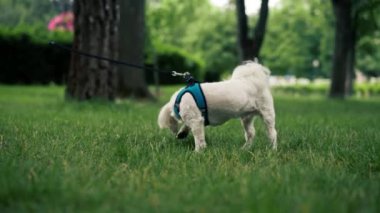 Park alanı ziyaretçilerin dinlenmesi için beyaz köpek köpekleri tasmalı bir şekilde parkta geziniyor bölgeyi keşfediyor.