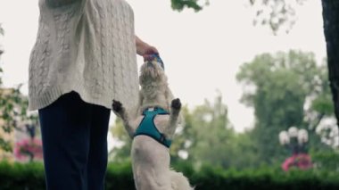 Park alanı ziyaretçilerin dinlenmesi için beyaz köpek köpekleri tasmalı bir şekilde parkta geziniyor bölgeyi keşfediyor.