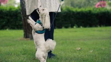Yazın, parkta mavi bir tasmayla yürürken, küçük beyaz bir Malta köpeği sahibinin etrafında dönüyor, sahibinin etrafında dönüyor, sahibinin yanında yürüyor.