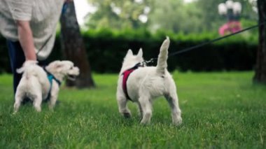 Yazın parkta yeşil çimlerin üzerinde, bir West Highland Terrier ve bir Malta köpeği oynuyorlar ve koşuyorlar, en sevdikleri iki arkadaş evcil hayvanlardır.
