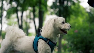 Yazın, parkta mavi bir tasmayla yürürken küçük beyaz bir Maltese köpeği Batı Highland köpeği sahibinin etrafında dönüyor ve sahibinin etrafında dönüyor.