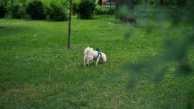 Ziyaretçilerin dinlenmesi için park alanını kapatın. Beyaz, köpeğe kötü davranan köpeğe tasma takın. Parkta gezinip bölgeyi keşfedin.