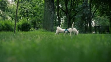 Yazın parkta yeşil çimlerin üzerinde, bir West Highland Terrier ve bir Malta köpeği oynuyorlar ve koşuyorlar, en sevdikleri iki arkadaş evcil hayvanlardır.