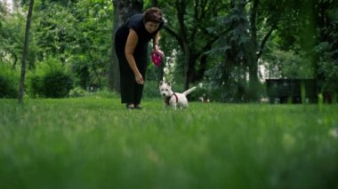 Yazın parkta yürürken koyu saçlı bir sahibi çimlerin üzerinde oturuyor ve favori West Highland Terrier köpeğiyle oynuyor.