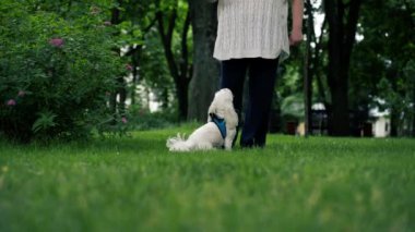 Yazın parkta mavi bir tasmayla yürürken, küçük beyaz bir Maltese köpeği sahibinin etrafında dönüyor, sahibinin yanında yürüyor.