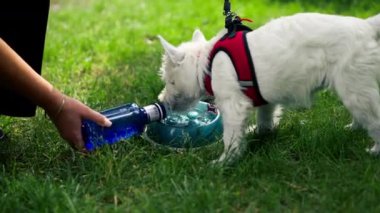 Yaz mevsiminde parkta yeşil bir çimenlikte ev sahibi bir kaseye su döker Batı İskoçya köpeği hayvanın susuzluğunu içer.