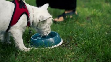 Yaz mevsiminde parkta yeşil bir çimenlikte ev sahibi bir kaseye su döker Batı İskoçya köpeği hayvanın susuzluğunu içer.