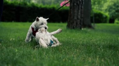 Yazın parkta yeşil çimlerin üzerinde, bir West Highland Terrier ve bir Malta köpeği oynuyorlar ve koşuyorlar, en sevdikleri iki arkadaş evcil hayvanlardır.