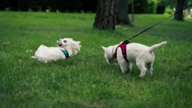 Yazın parkta yeşil çimlerin üzerinde, bir West Highland Terrier ve bir Malta köpeği oynuyorlar ve koşuyorlar, en sevdikleri iki arkadaş evcil hayvanlardır.