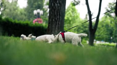 Yazın parkta yeşil çimlerin üzerinde, bir West Highland Terrier ve bir Malta köpeği oynuyorlar ve koşuyorlar, en sevdikleri iki arkadaş evcil hayvanlardır.