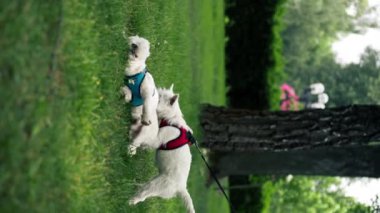 Yazın yeşil çimenlikteki parkta, bir West Highland Terrier ve bir Maltese köpeği oyun oynuyorlar ve koşuyorlar, en sevdikleri iki arkadaş