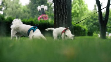 Yazın parkta yeşil çimlerin üzerinde, bir West Highland Terrier ve bir Malta köpeği oynuyorlar ve koşuyorlar, en sevdikleri iki arkadaş evcil hayvanlardır.