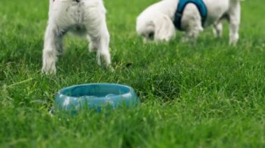 Yazın yeşil çimenlikte bir West Highland Terrier ve bir Malta köpeği oynuyorlar ve koşuyorlar, en sevdikleri iki arkadaş